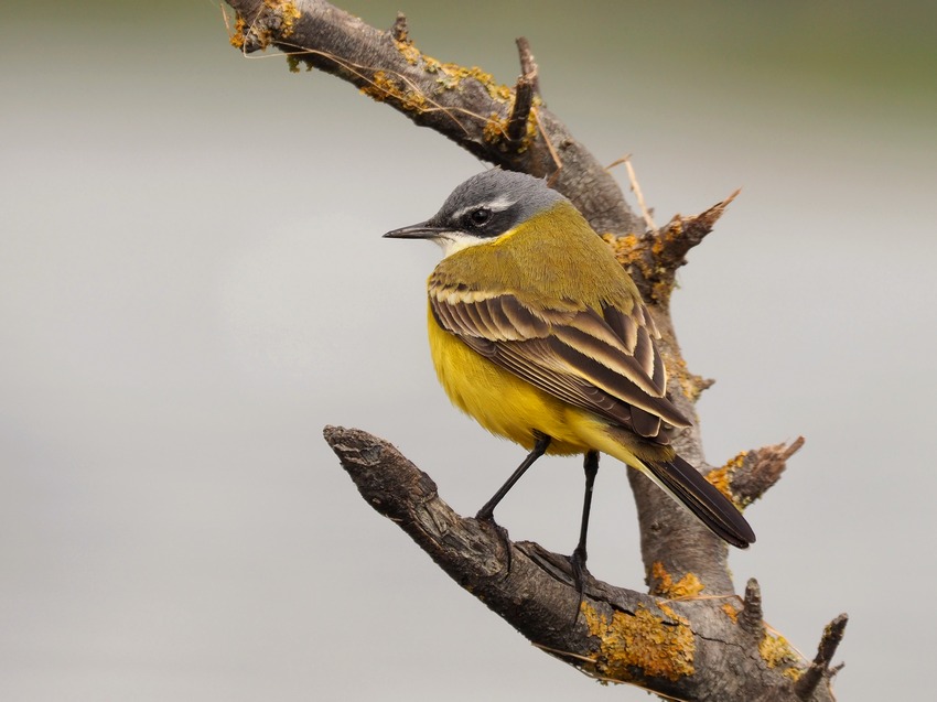 Cutrettole in migrazione:  varie sottospecie di Motacilla flava